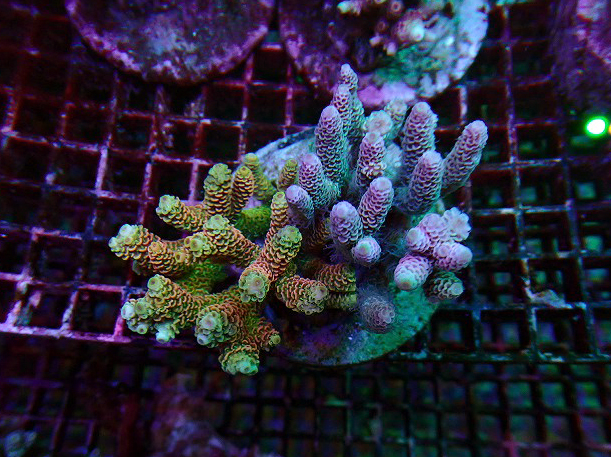 3*0様 最終値下げ特価 天然ライブロック 12kgセット 3*0様 最終値下げ特価 天然ライブロック 12kgセット ライブ