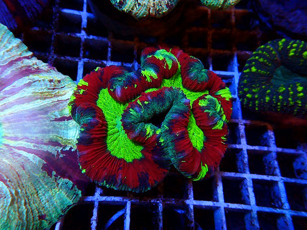 オオバナサンゴ　スーパーメタリックグリーンマルチ とっても綺麗でカラフルなオオバナマルチ入荷 | コーラルラボ