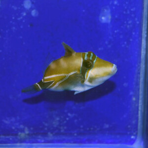 s250926001 (11)