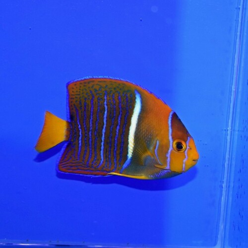 c251002301