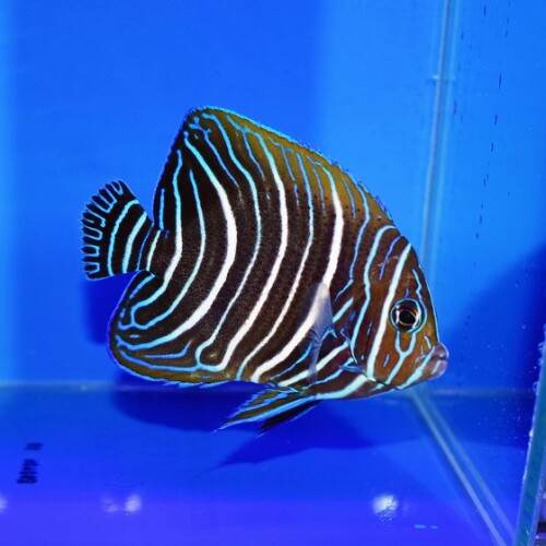 淡水魚・海水魚えさ　ＬＬサイズ80g×30個 海水魚 餌のおすすめ人気商品一覧 通販 - Yahoo!ショッピング