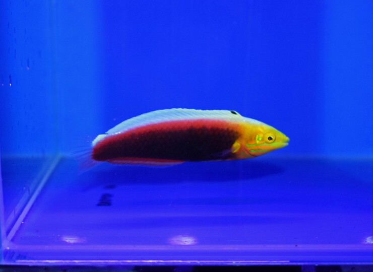 c251009328