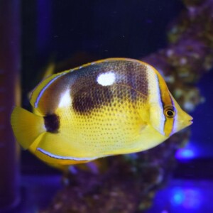 c251012306
