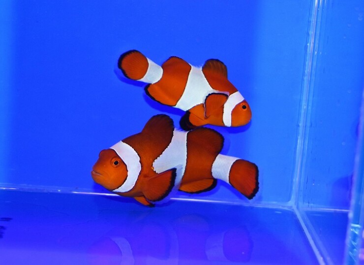 カクレクマノミ セブ産カクレクマノミpr A | 生麦海水魚センターネットショップ