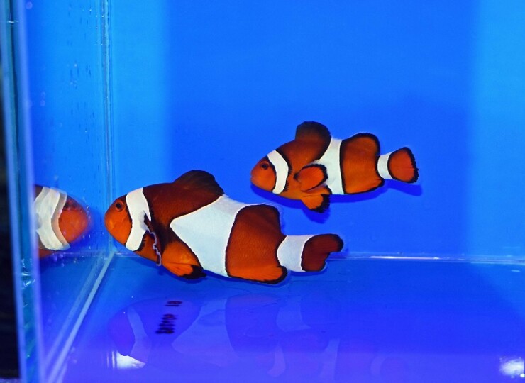 セブ産カクレクマノミpr B | 生麦海水魚センターネットショップ