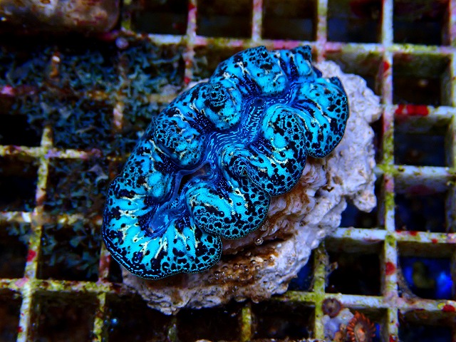 l251003401