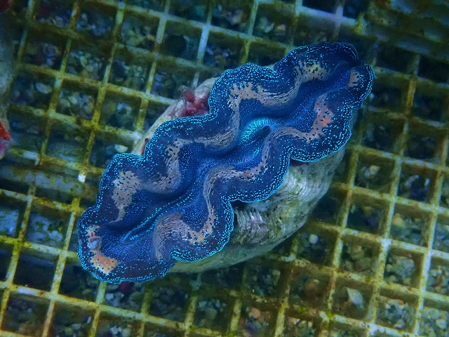 l251012405