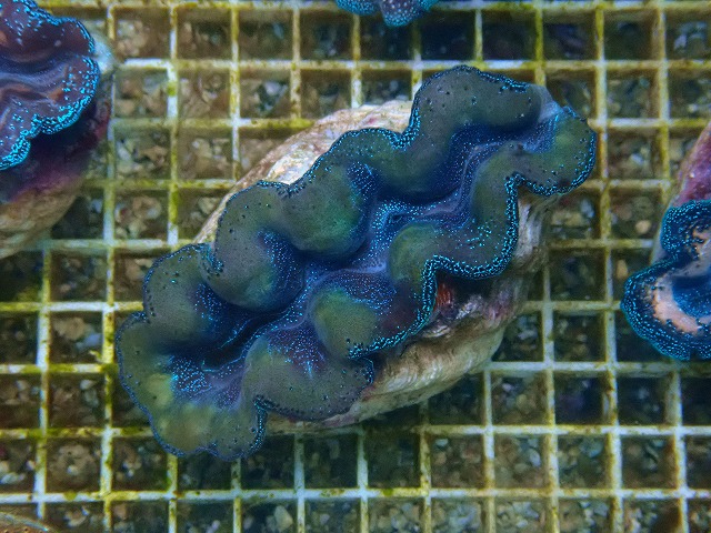 l251012409