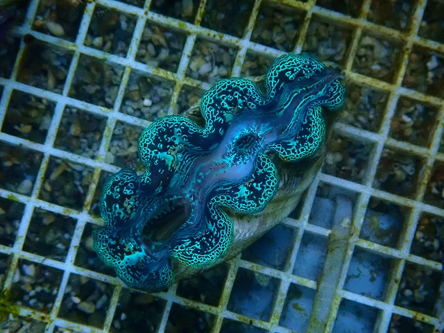 l251012410
