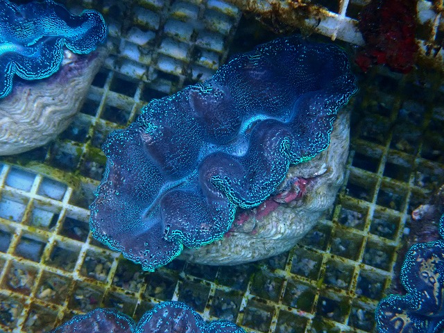 l251012411