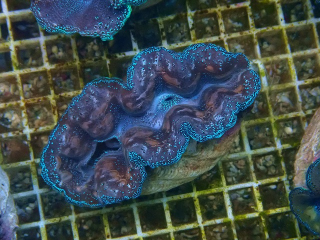 l251012412