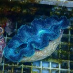 沖縄産ヒメシャコガイI | 生麦海水魚センターネットショップ
