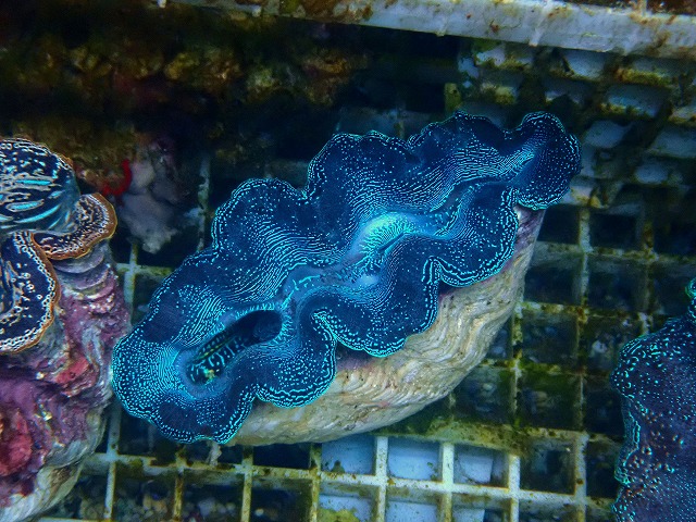 おきなわ小浜島産ヒレシャコ貝ランプ おきなわ小浜島産ヒレシャコ貝ランプ