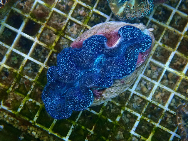 l251012416