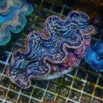 沖縄産ヒメシャコガイF | 生麦海水魚センターネットショップ