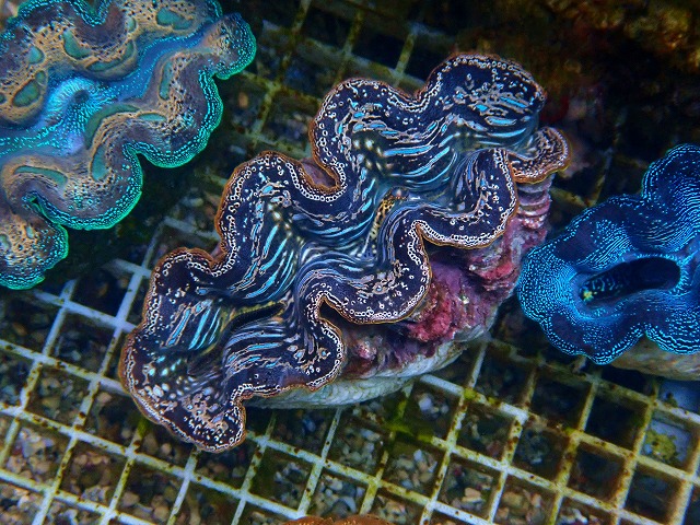 l251012417