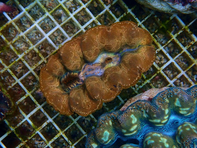 l251012418