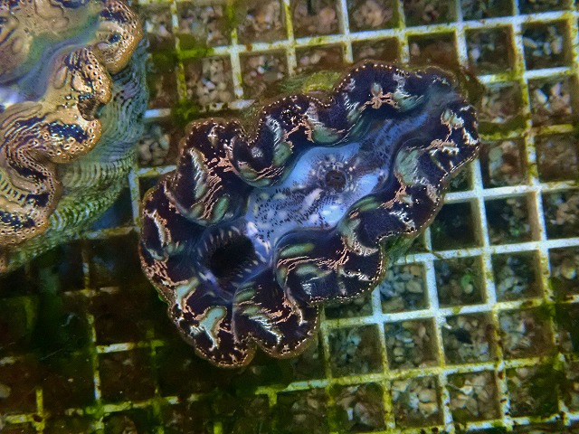 l251012419