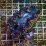 シャコガイ（ヒメシャコガイ）まとめ売り　約13kg シャコガイ（ヒメシャコガイ）まとめ売り 約13kg