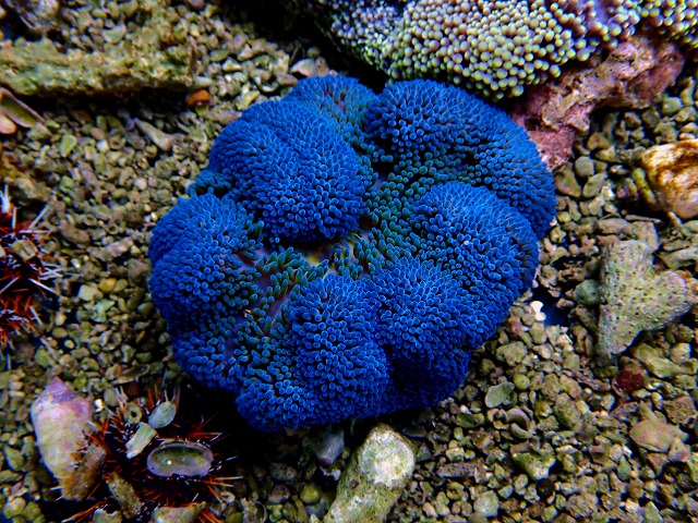 l251017402