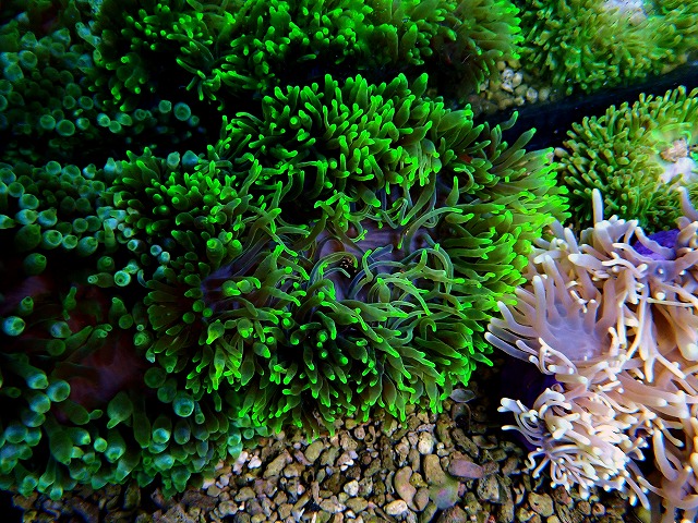l251017407