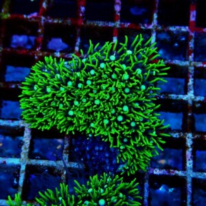 l251018401