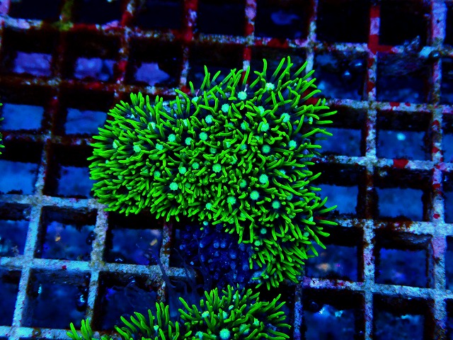 l251018401