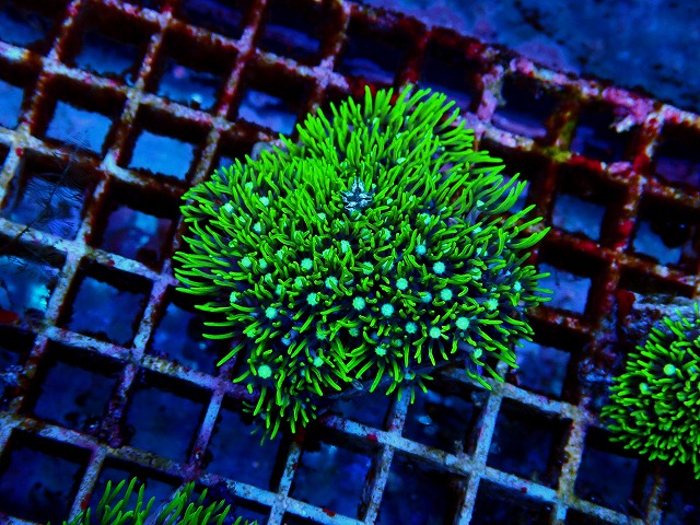 l251018406