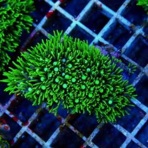 l251018408