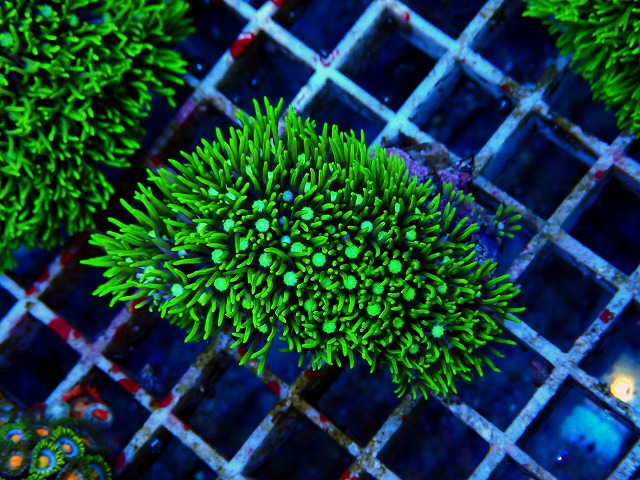 l251018408