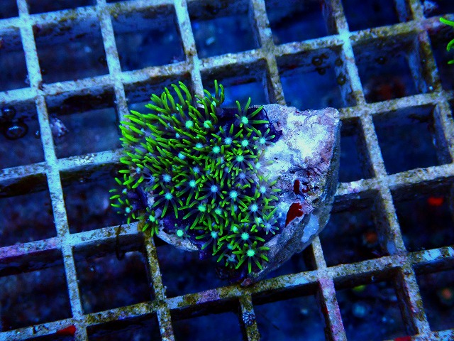 l251018409