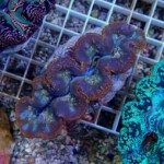 沖縄産ヒメシャコガイA-27 | 生麦海水魚センターネットショップ