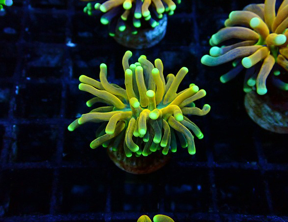 海水魚用品 y 商品に関する記事一覧 | ページ 5 | 生麦海水魚センターネット