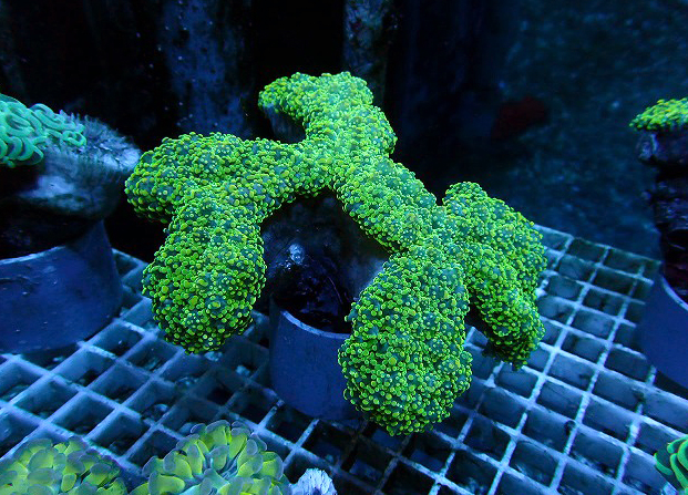 海水魚 生麦海水魚センターネットショップ | 生麦海水魚センターネット