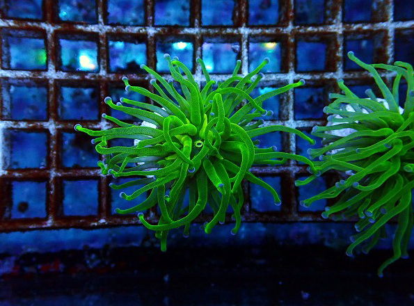 ほら貝 ピンクガイ サンゴセット ホラガイ ピンクガイ サンゴセット