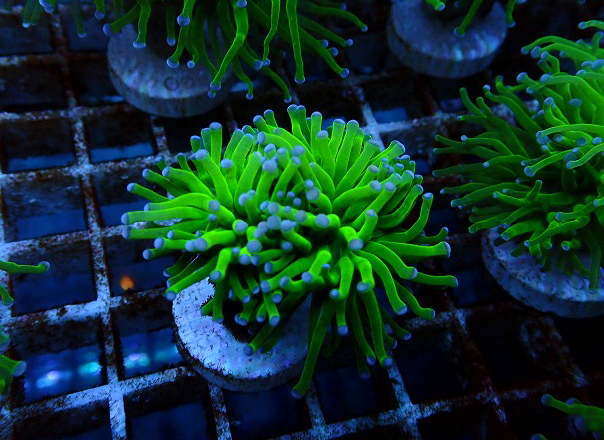 海水魚・サンゴ類に関する記事一覧 | ページ 4 | 生麦海水魚