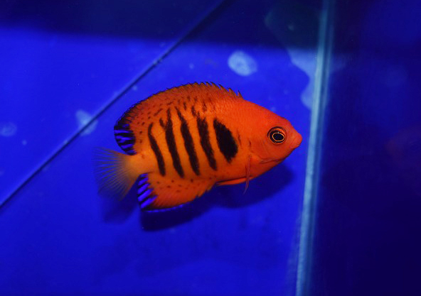 海水魚に関する記事一覧 | 生麦海水魚センターネットショップ