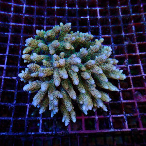 s251024001 (5)