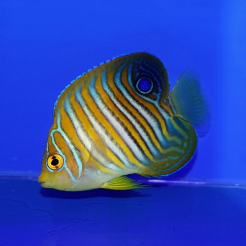 生麦海水魚センターネットショップ | 生麦海水魚センターネットショップ