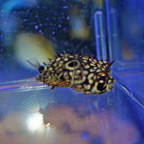 海水魚に関する記事一覧 | 生麦海水魚センターネットショップ