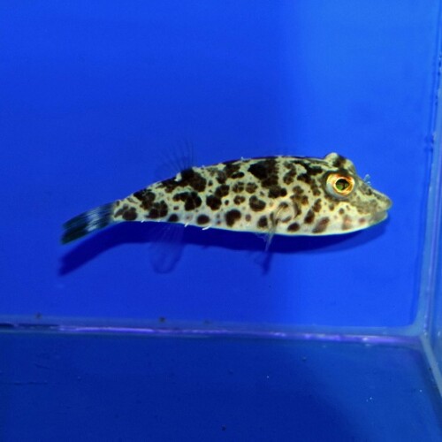 海水魚用品 WRANGLER RUBICON 71UF3SmEHKL.jpg