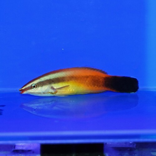 海水魚に関する記事一覧 | 生麦海水魚センターネットショップ