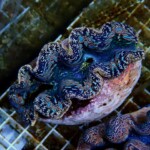 沖縄産ヒメシャコガイA-8 | 生麦海水魚センターネットショップ