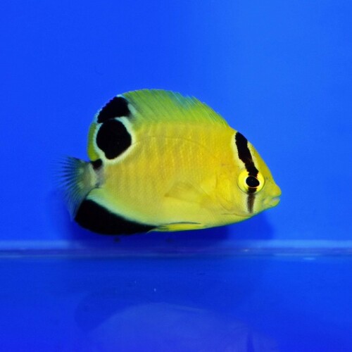 ヤッコ様　② ヤッコ様 ② ヤッコ様 ② ヤッコ の在庫一覧 - 海水魚・小型水槽・人工