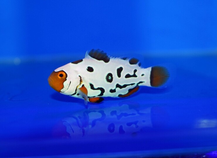 クマノミバイト フロストバイトB | 生麦海水魚センターネットショップ