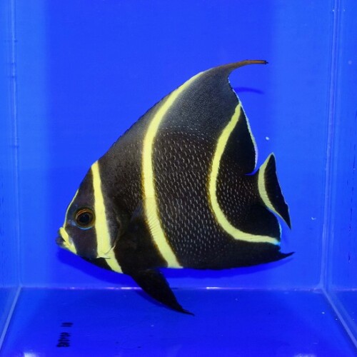 海水魚・サンゴ類に関する記事一覧 | ページ 3 | 生麦海水魚センター