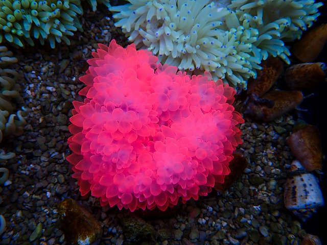 タマイタダキイソギンチャクレッドA | 生麦海水魚センターネットショップ