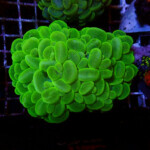 バブルコーラル バブルコーラルA | 生麦海水魚センターネットショップ