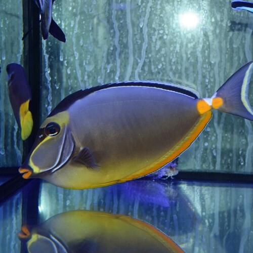 海水魚に関する記事一覧 | 生麦海水魚センターネットショップ