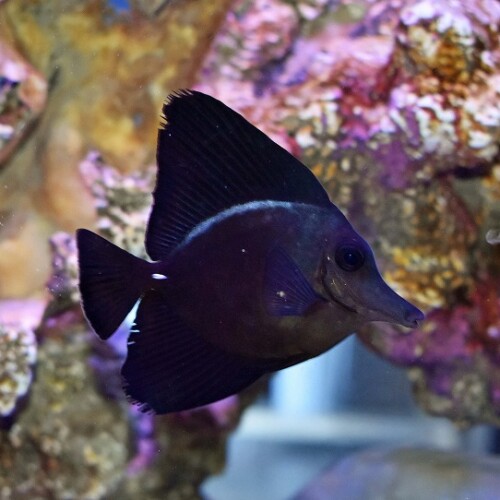 海水魚 sddefault.jpg